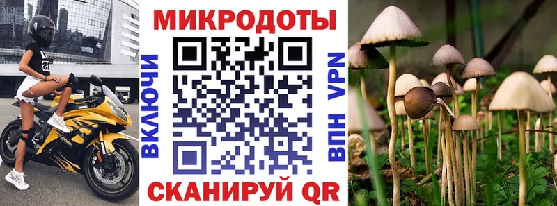 где можно купить   Ленинск-Кузнецкий  OMG ONION  Галлюциногенные грибы Cubensis 
